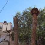 Ayuntamiento de Novelda Tala-palmeras-5-150x150 El morrut roig acaba amb les palmeres de la Plaça Vella 