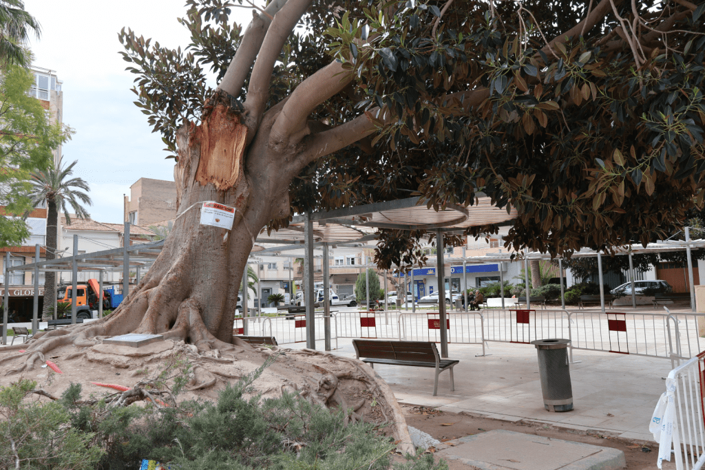 Ayuntamiento de Novelda Tala-pino-y-ficus-3-1024x683 Medio Ambiente retira uno de los ficus de la Glorieta por el alto riesgo de caída 