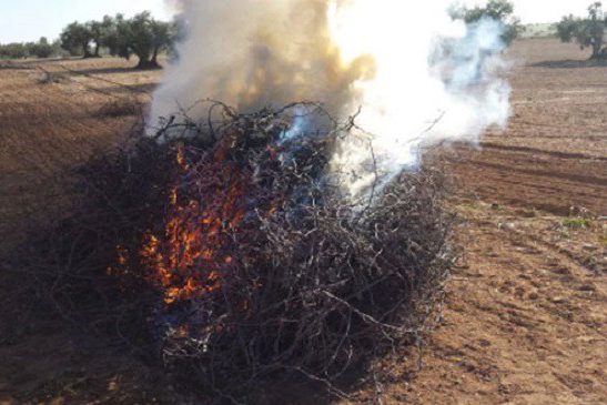 Ayuntamiento de Novelda MXFD_179_-547x365 NOTICIAS 